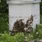 honeybee-hive