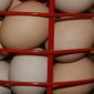 Pastured Eggs