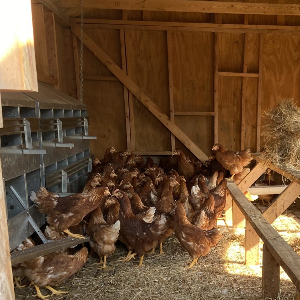 ready-to-lay-pullets-badger-s-millside-farm