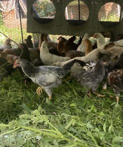 group of whiting true blue pullets