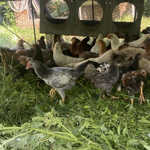 group of whiting true blue pullets