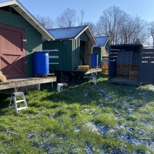 unloading pullets in the pasture